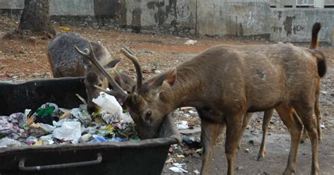 Deer Are Eating Plastic And Drinking Sewage At One Of Mumbai's Biggest ...