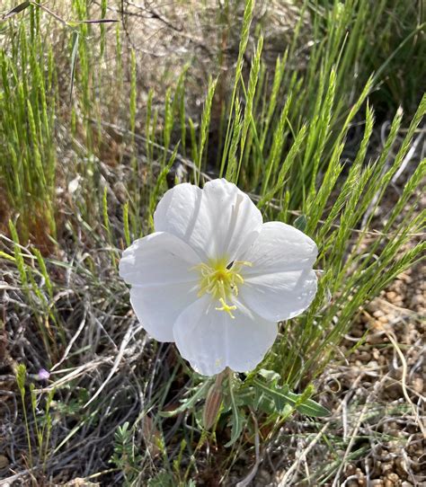 The Flowers of New Mexico – The Flourishing Family