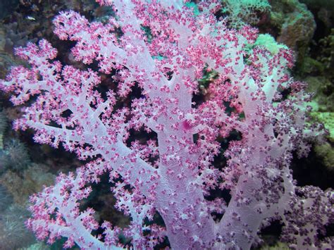 Free Images : blossom, flower, underwater, color, flora, coral reef ...