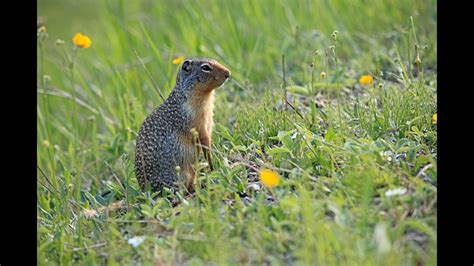 'Whistle pigs' test positive for plague in Idaho | 11alive.com