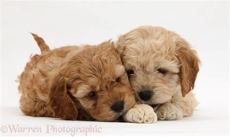 Image result for Golden Cockapoo