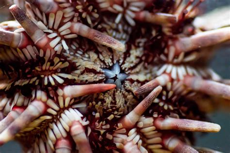 Sea Urchins Mouth