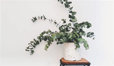 Dried eucalyptus - how keep this foliage looking fresh | Livingetc