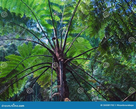 Where Ferns Thrive: Understanding The Natural Habitat Of Ferns