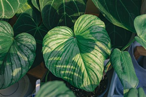 How To Guide: Training A B Shape Plant For Perfect Structure