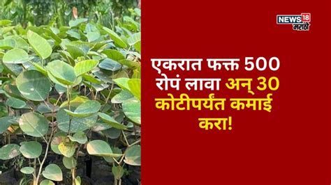 Agriculture News : पारंपरिक शेतीचा नाद सोडा! एक एकरात हे 500 रोपं लावा ...
