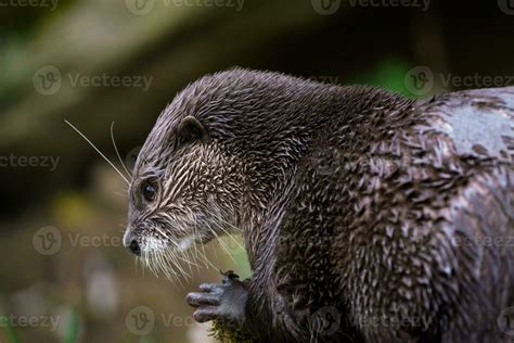 Oriental small-clawed otter, also known as the Asian small-clawed otter ...