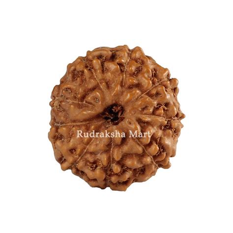 Buy Online 9 Mukhi Java Rudraksha Beads Lab Certified | 9 Mukhi Java ...
