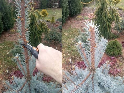 Image result for Spruce Tree Pruning