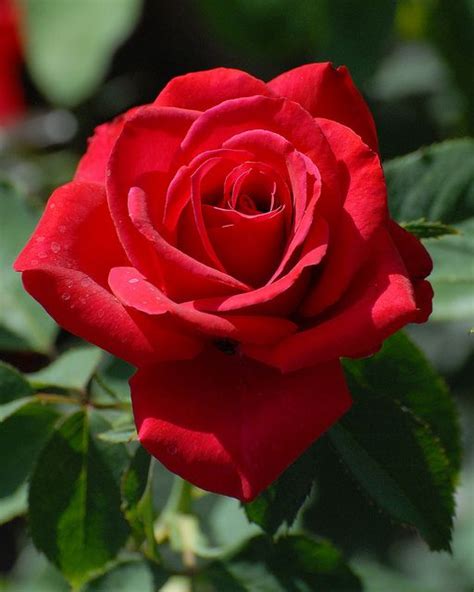 Image result for red roses