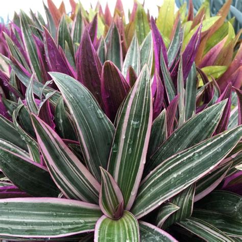 Rhoeo Tricolor Blue (Oyster Plant, Moses-in-the-Cradle) – Plantreey