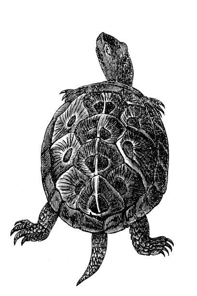 Image result for Empty Turtle Shell Drawung
