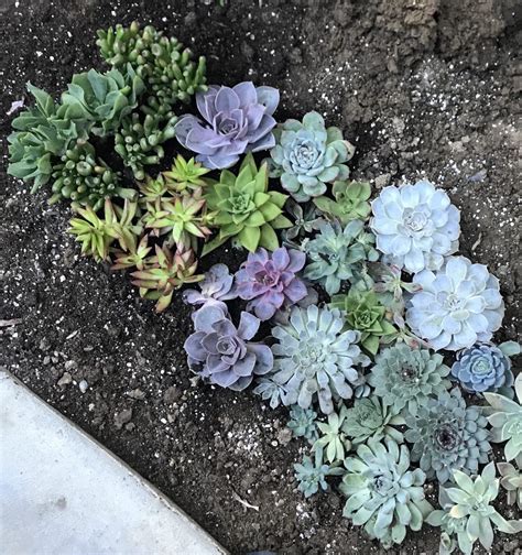 How to make your own succulent soil diy recipe mix – Artofit