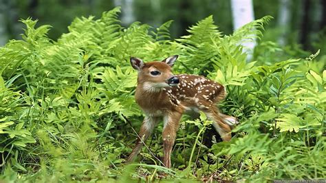 Image result for Springtime Baby Animals