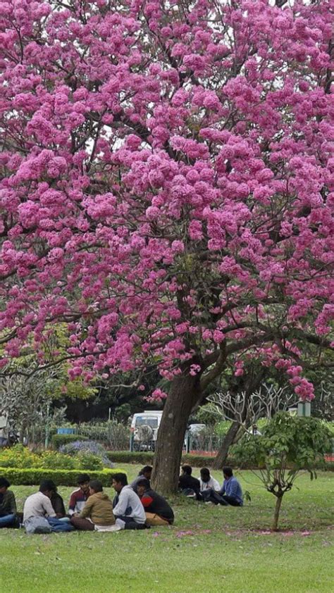 Flower Tree 的图像结果