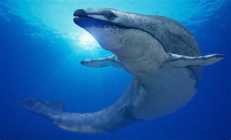 巨齿鲨现在还有吗？它的天敌是什么虎鲸的祖先赢了巨齿鲨吗？_江都在线