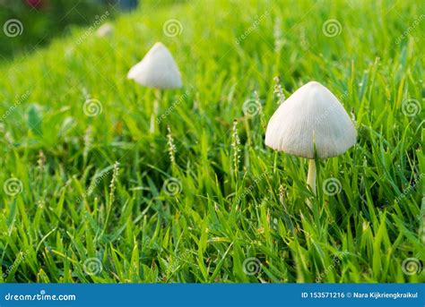 Two Mushroom on the Grass Field Stock Photo - Image of growth, grass ...