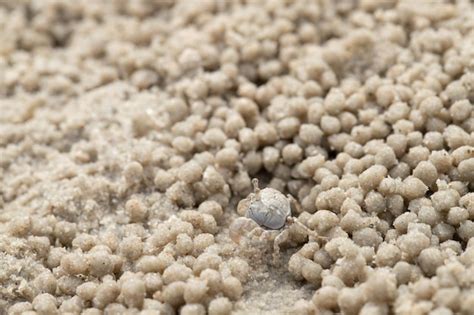 Small ghost crab making sand ball and digging hole in sand beach ...