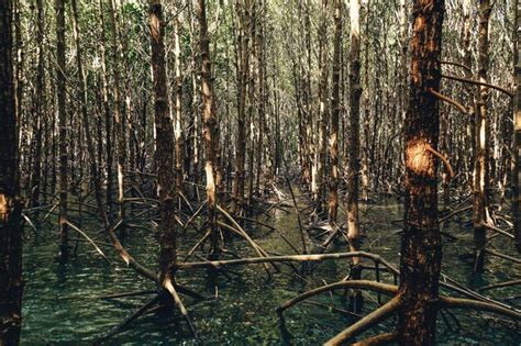 Image result for Logging Amazon Rainforest