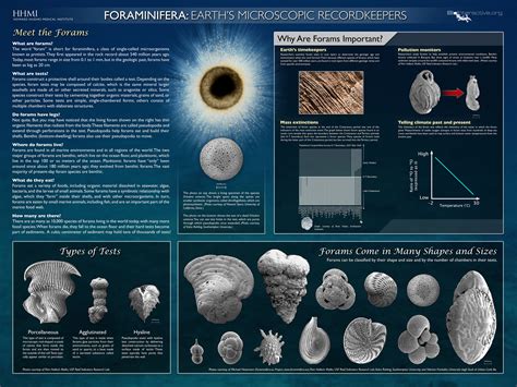 Decoding The Geological History Of Foraminifera Over 500 Million Years