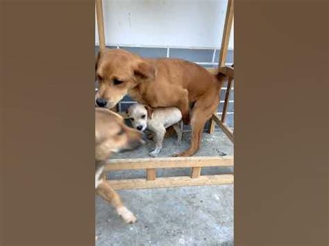 The dog was so miserable that he was forcibly mated when he was only ...