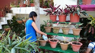 The Joy of Gardening and Feeding Birds