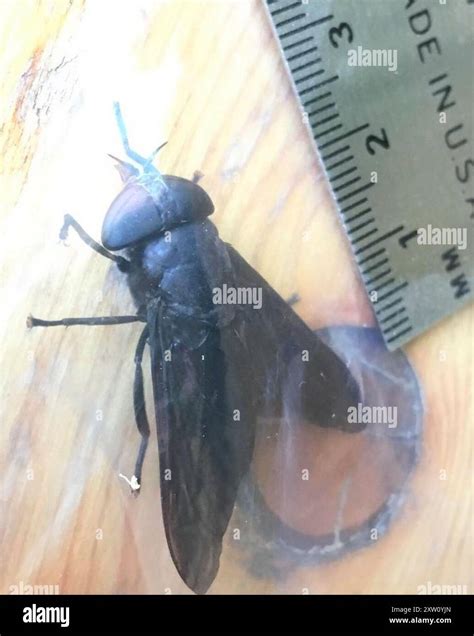 Black Horse Fly (Tabanus atratus) Insecta Stock Photo - Alamy