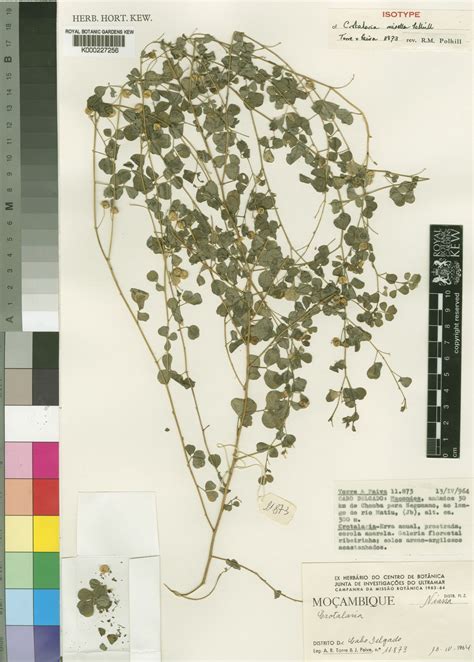 Crotalaria misella Polhill | Plants of the World Online | Kew Science