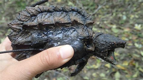 Image result for Man Getting Bit by Snapping Turtle