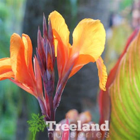 TROPICANNA™ CANNA LILY (Canna indica 'Phasion' P.P.10,569) - Treeland ...