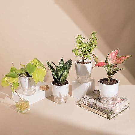 Rolling Nature Combo of Good Luck Air Purifying Live Pink Syngonium and ...