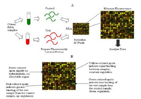 Microarray Test 的图像结果