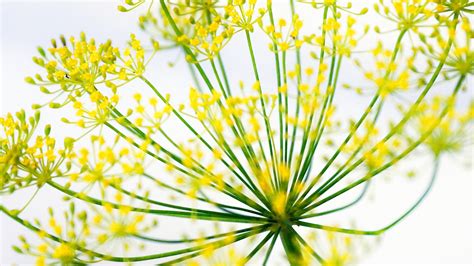 Dill Flower Blossom Macro Free Stock Photo - Public Domain Pictures