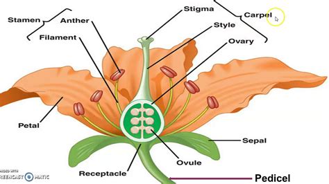 Image result for Types of Plant Reproduction