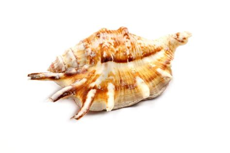 Image result for Striped Shell