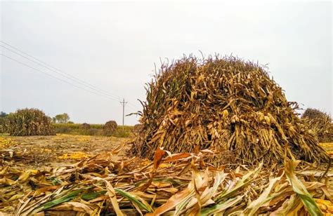 素颜阿丽暑假回农村家掰玉米，原来老玉米是这样掰的_腾讯视频