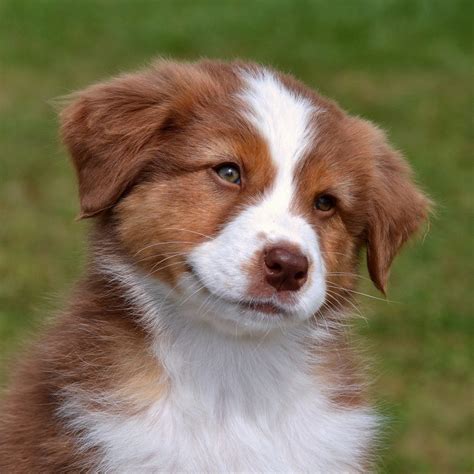 Your Guide to the Lab Australian Shepherd Mix | Labrottie.com