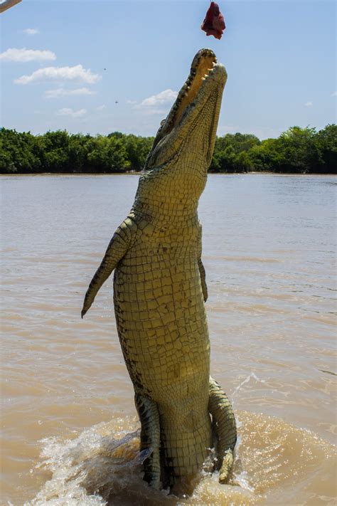 Jumping saltwater croc. Photo by Teddy Fotiou | Zwierzęta