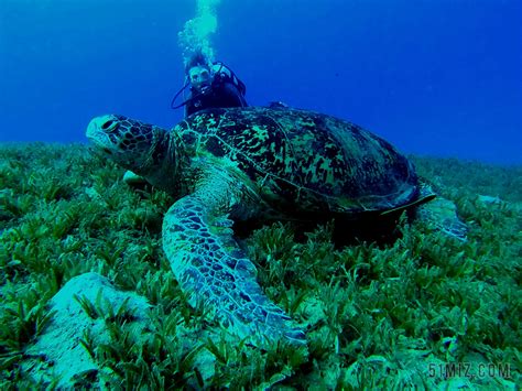 海龟在海洋水域中 珊瑚礁动物水下的照片 在海中海洋草龟 库存照片 - 图片 包括有 珊瑚, 爬行动物: 130712926