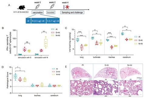 Independent Protection and Influence of the Spike-Specific Antibody ...