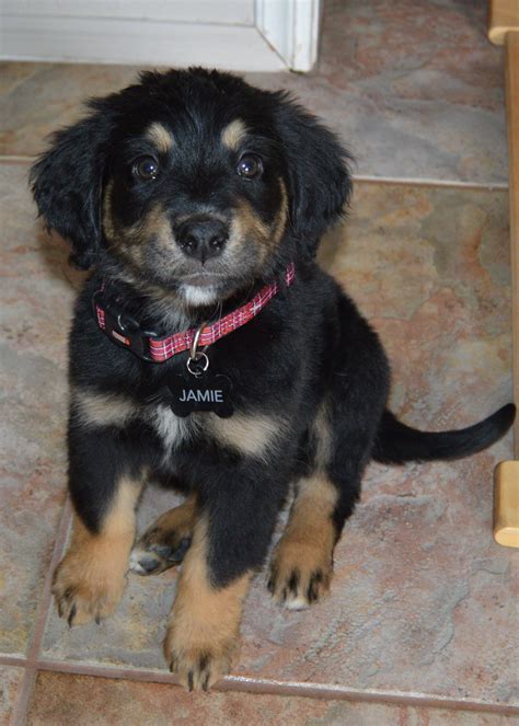 Golden Retriever Bernese Mountain Dog Mix