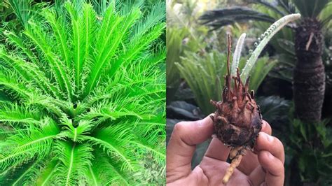 Unlock the Secrets: Planting Cycas Revoluta Sago Palm Bulbs (EASY Guid