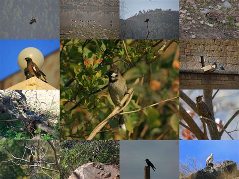 Bird Species Classification Using MATLAB 的图像结果