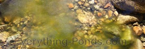 Pond Algae Control 的图像结果