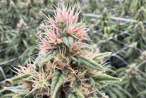 Why Are Some Cannabis Strains Pink? | Wojo Co