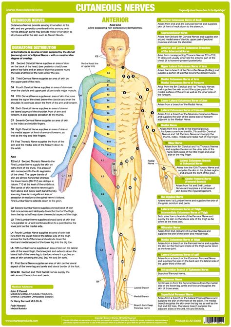 Cutaneous Nerves Chart - Anterior illustrates the Origin of Cutaneous Nerves with a description of