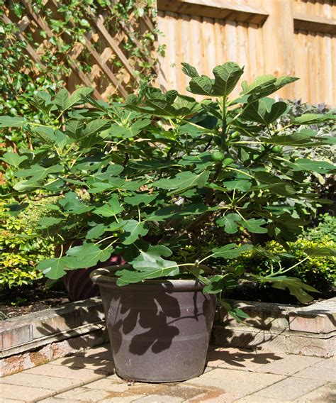 How To Care For Potted Fig Tree In Winter at Jamie Inglis blog