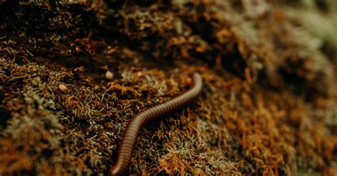 Basement Worm Farm 的图像结果