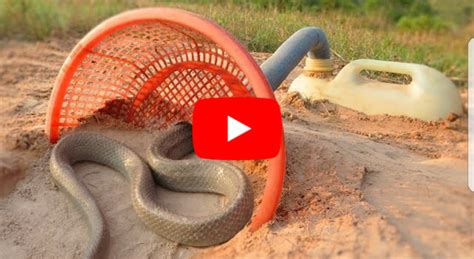 Primitive Spring Trap 的图像结果