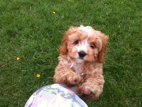 Image result for Cavapoo Dogs 101